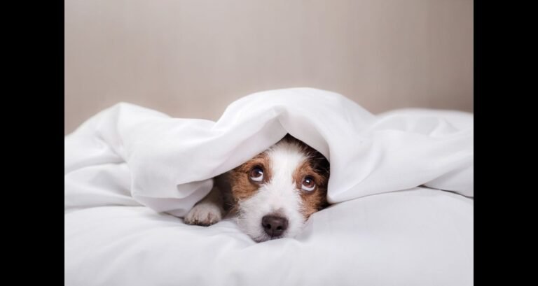 A dog is lying underneath a duvet