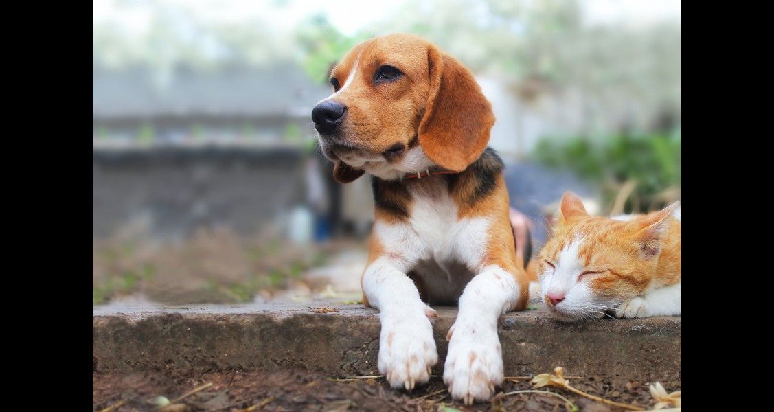 A dog is sitting with a cat outside