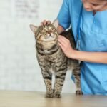 A veterinarian is petting a tabby cat