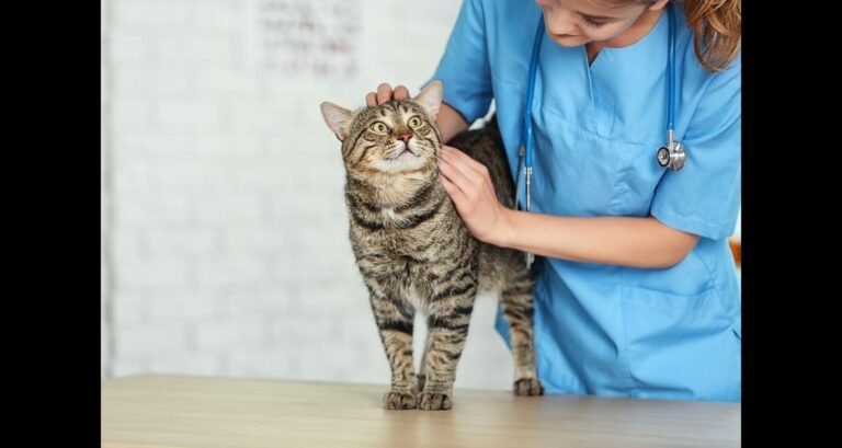 A veterinarian is petting a tabby cat