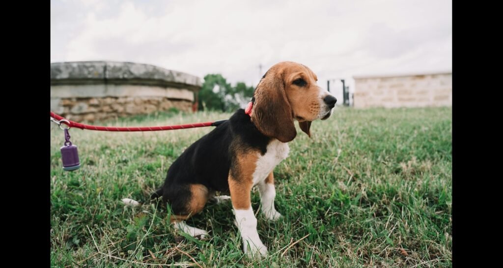 A beagle puppy is sitting in the grass attached to a leash