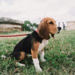 A beagle puppy is sitting in the grass attached to a leash