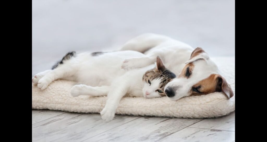 A dog and cat are sleeping together