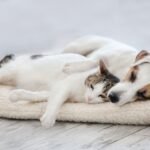 A dog and cat are sleeping together