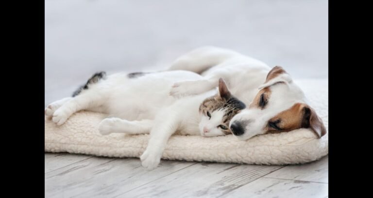 A dog and cat are sleeping together