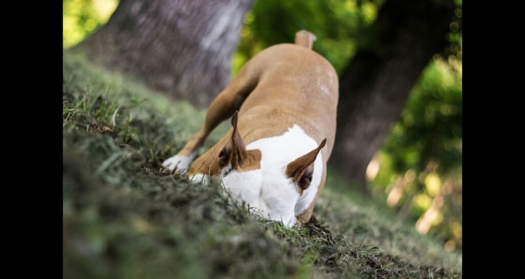 A dog is digging in the dirt