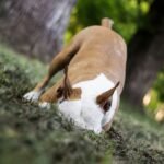 A dog is digging in the dirt