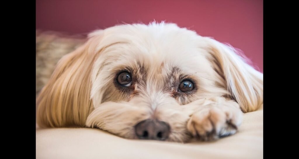 A dog is lying flat and looking at the camera straight-on