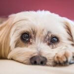 A dog is lying flat and looking at the camera straight-on