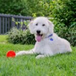 A dog is sitting on grass beside a ball