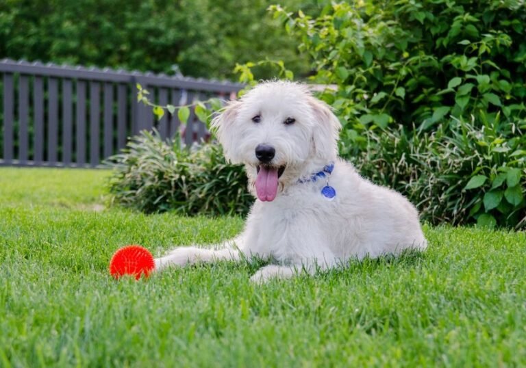 A dog is sitting on grass beside a ball