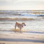 A shiba inu is running around on the beach