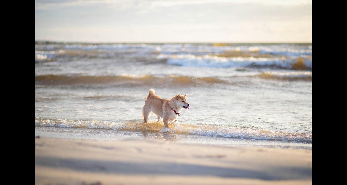 A shiba inu is running around on the beach