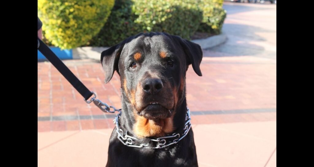 A Rottweiler is wearing a prong collar