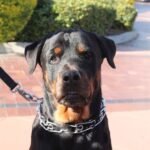A Rottweiler is wearing a prong collar
