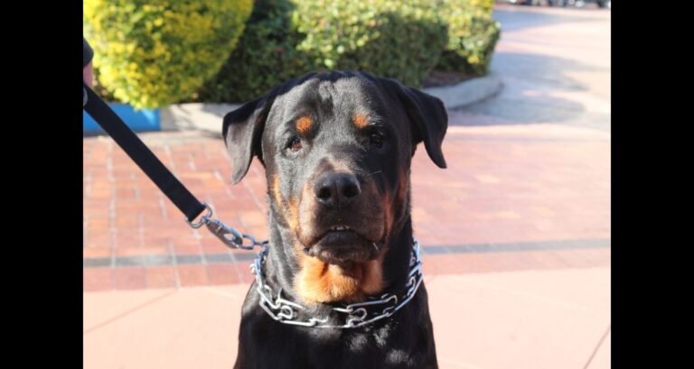 A Rottweiler is wearing a prong collar