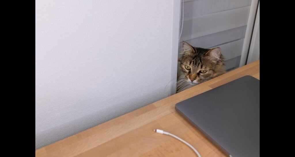 A cat is staring at a cord