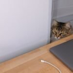 A cat is staring at a cord