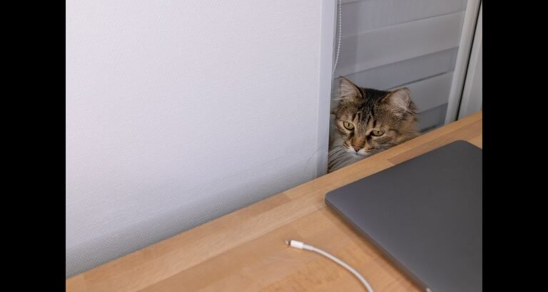 A cat is staring at a cord