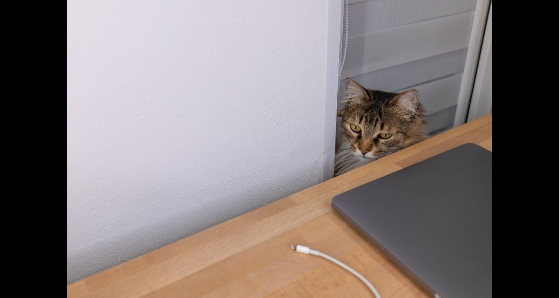A cat is staring at a cord