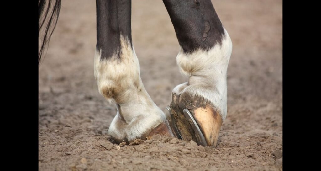 A picture of a horse's hoof and horseshoe