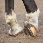 A picture of a horse's hoof and horseshoe