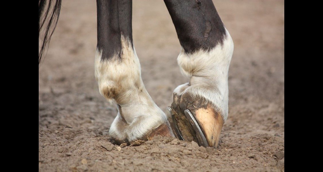 A picture of a horse's hoof and horseshoe