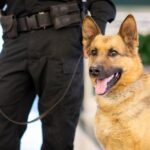 A German shepherd is being held by a leash