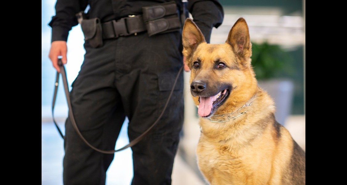 A German shepherd is being held by a leash