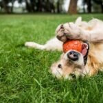 A dog is holding a ball in their mouth