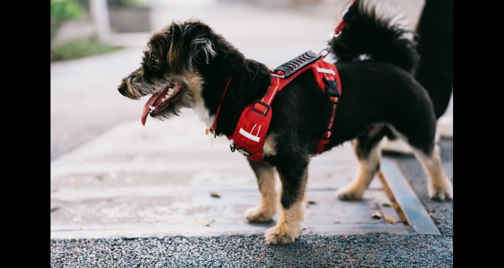 A small dog is wearing a red harness