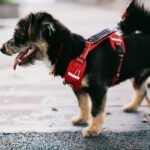 A small dog is wearing a red harness