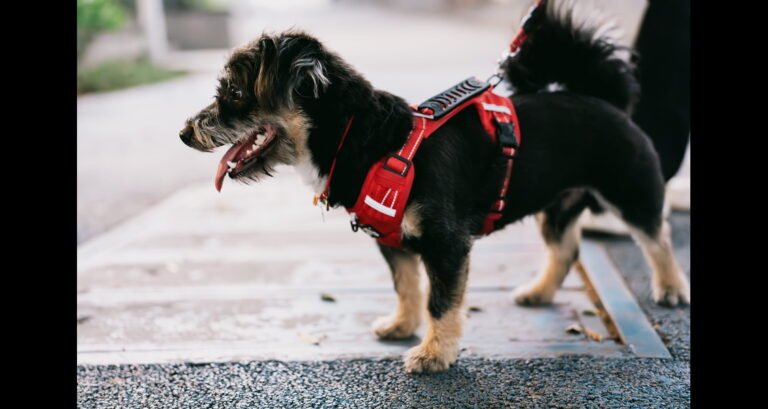 A small dog is wearing a red harness