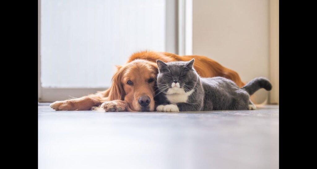 A dog and cat are lying on the floor together
