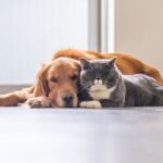 A dog and cat are lying on the floor together