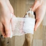 A dog's paw is being bandaged up with Kling gauze