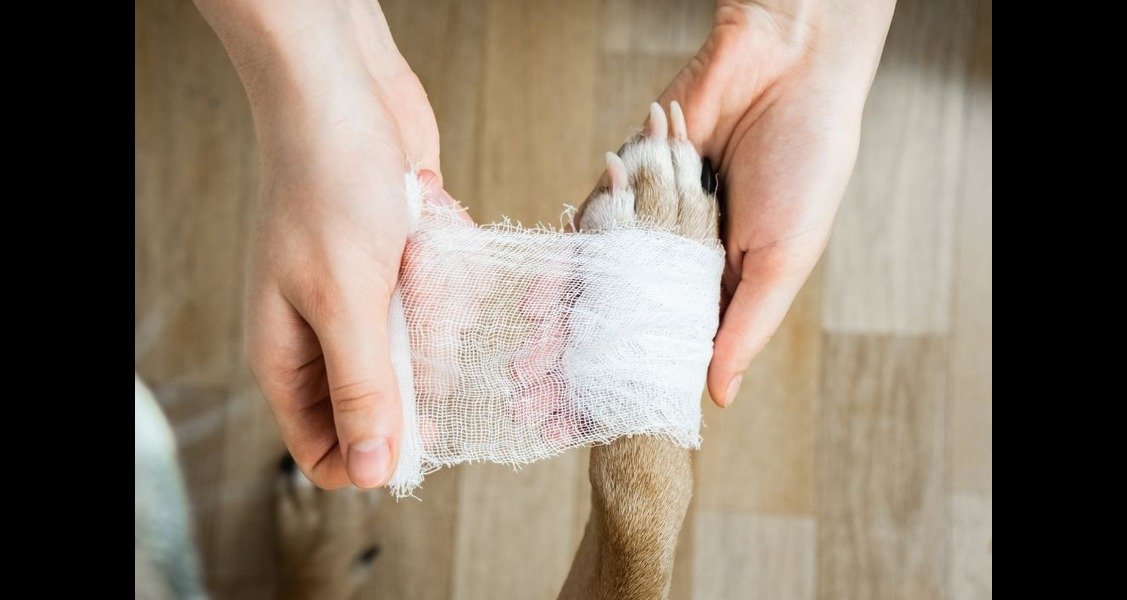 A dog's paw is being bandaged up with Kling gauze