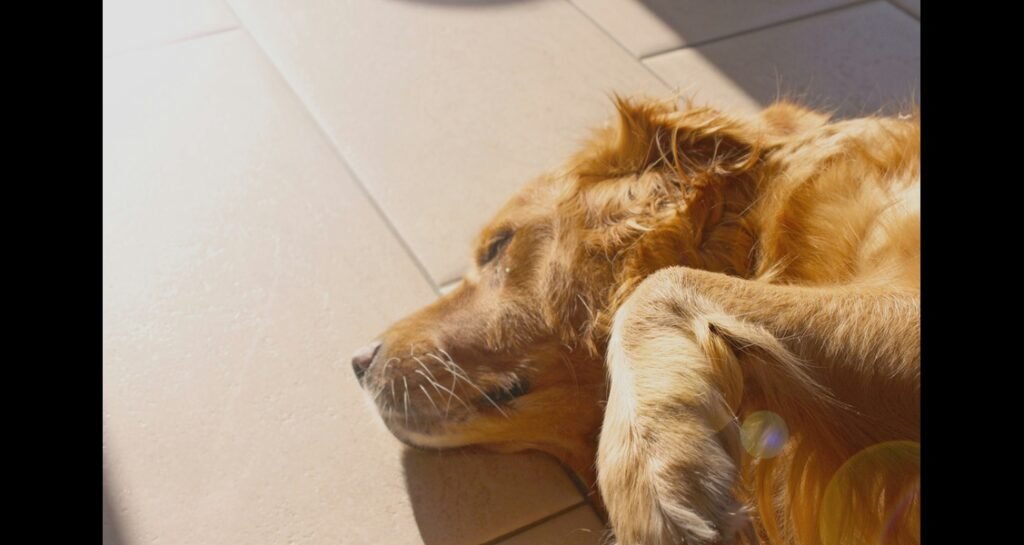 A golden retriever is lying on a wooden floor