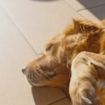 A golden retriever is lying on a wooden floor