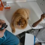 A Pomeranian is sitting on an exam table