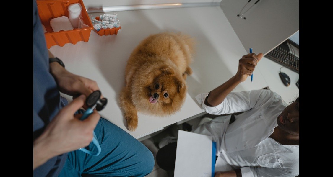 A Pomeranian is sitting on an exam table