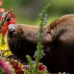 A bee is on a dog's nose
