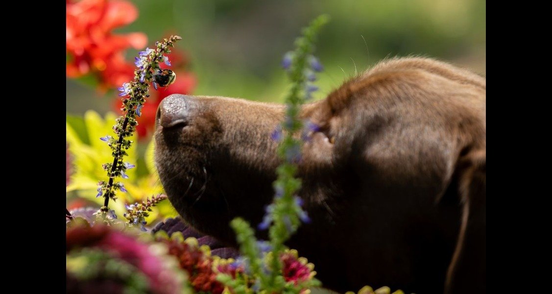A bee is on a dog's nose