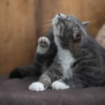 A cat is scratching themselves
