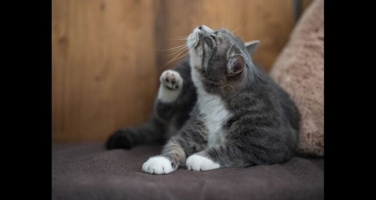 A cat is scratching themselves
