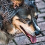 A dog is breathing outside with its tongue out