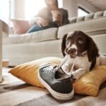 A dog is chewing on a shoe