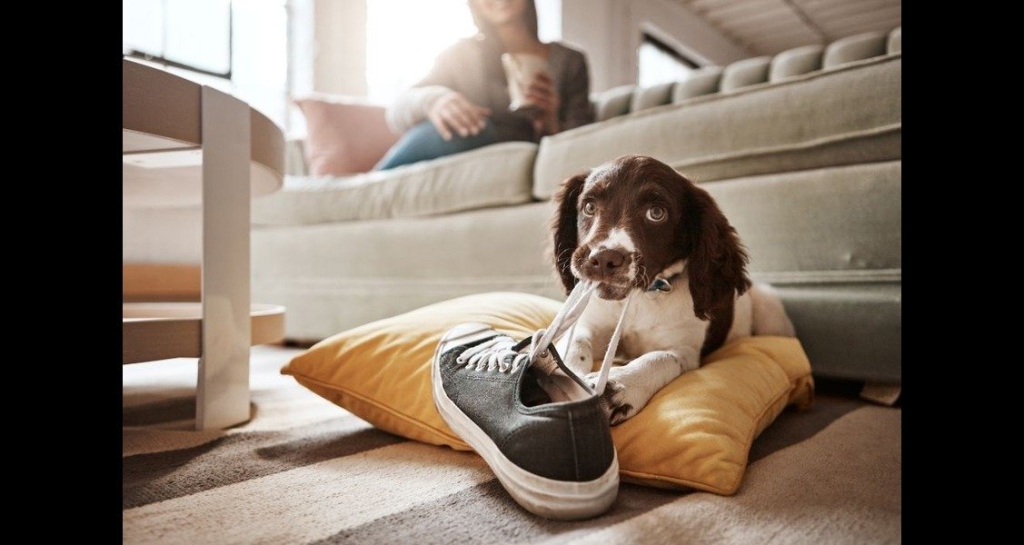 A dog is chewing on a shoe