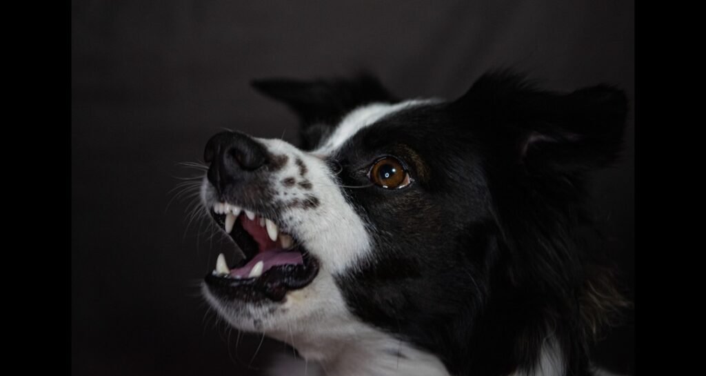 A dog is growling