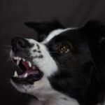 A dog is growling